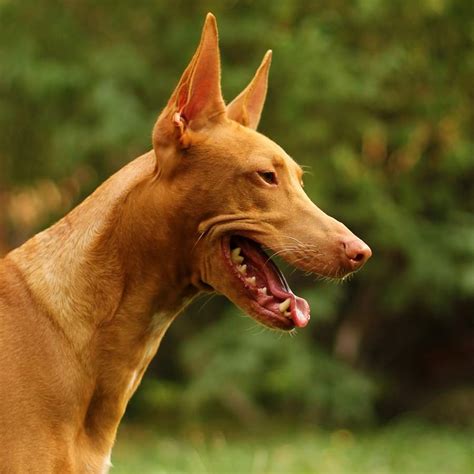 braco con podenco|8 Tipos de PODENCOS sorprendentes (con。